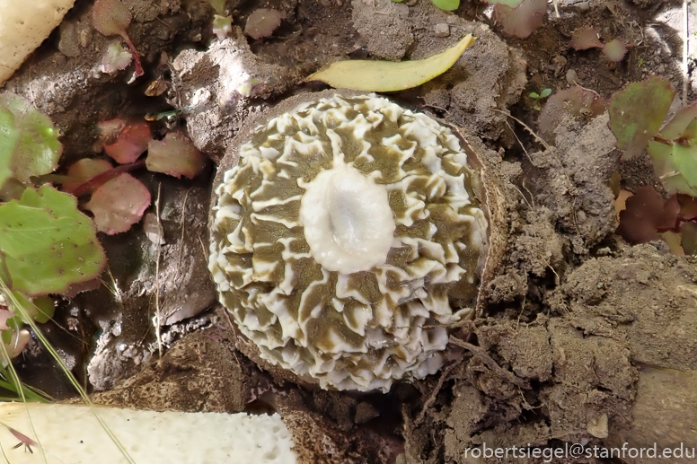 stinkhorn